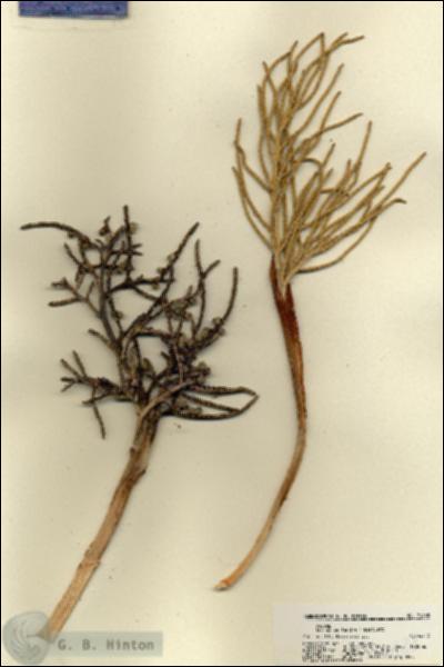 URN_catalog_HBHinton_herbarium_21888.jpg.jpg