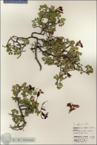 URN_catalog_HBHinton_herbarium_23011.jpg.jpg