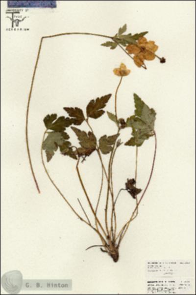 URN_catalog_HBHinton_herbarium_26610.jpg.jpg