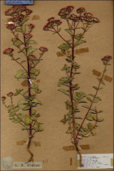 URN_catalog_HBHinton_herbarium_17118.jpg.jpg