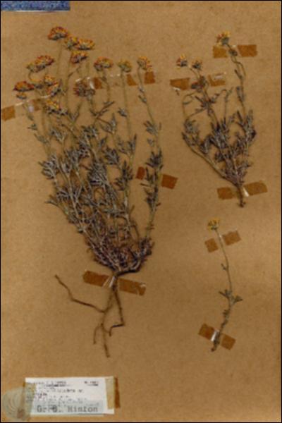 URN_catalog_HBHinton_herbarium_18446.jpg.jpg
