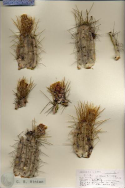 URN_catalog_HBHinton_herbarium_27132.jpg.jpg