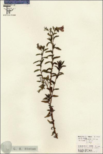 URN_catalog_HBHinton_herbarium_26147.jpg.jpg