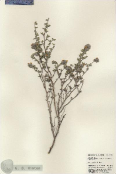 URN_catalog_HBHinton_herbarium_24738.jpg.jpg