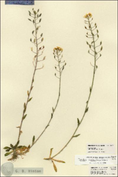 URN_catalog_HBHinton_herbarium_22425.jpg.jpg