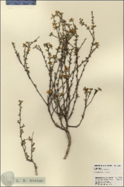 URN_catalog_HBHinton_herbarium_22860.jpg.jpg