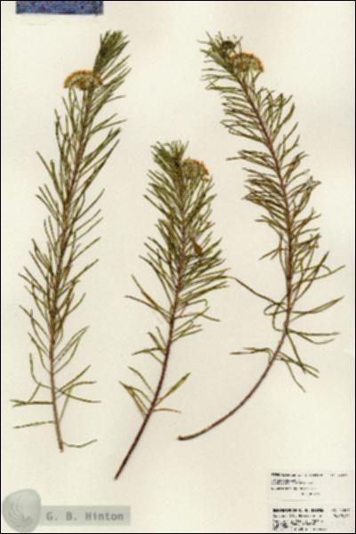 URN_catalog_HBHinton_herbarium_24527.jpg.jpg