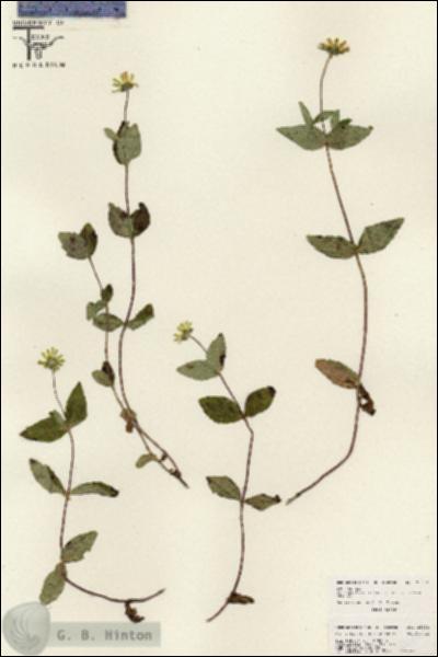 URN_catalog_HBHinton_herbarium_26032.jpg.jpg
