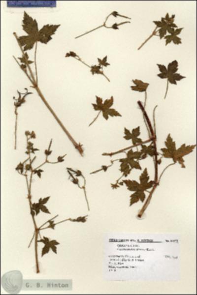 URN_catalog_HBHinton_herbarium_14972.jpg.jpg