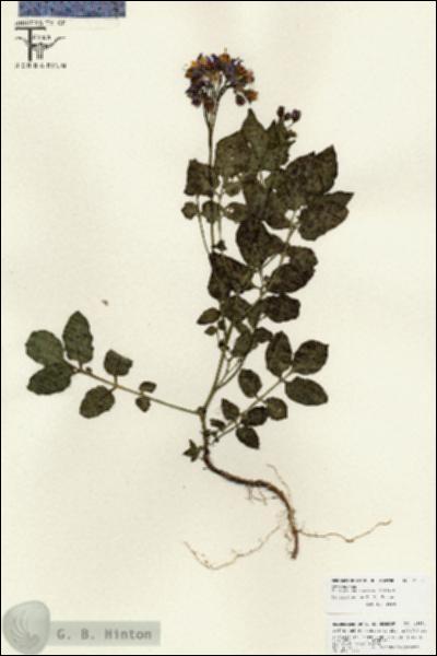URN_catalog_HBHinton_herbarium_25851.jpg.jpg