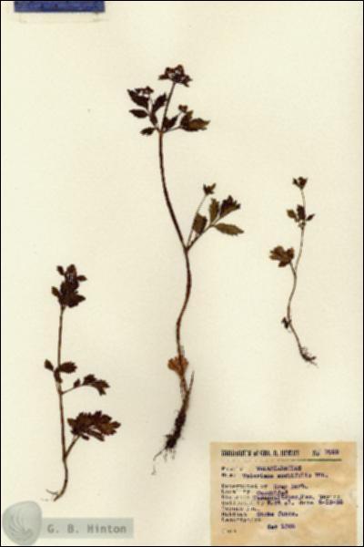 URN_catalog_HBHinton_herbarium_7989.jpg.jpg