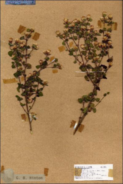 URN_catalog_HBHinton_herbarium_17471.jpg.jpg