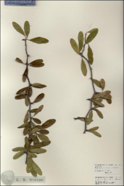 URN_catalog_HBHinton_herbarium_25911.jpg.jpg