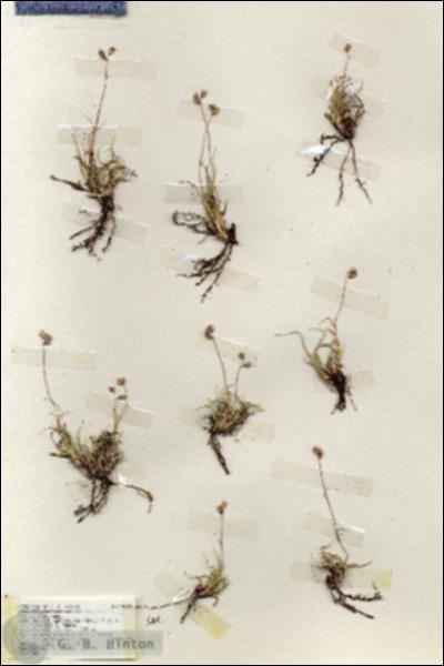 URN_catalog_HBHinton_herbarium_18964.jpg.jpg
