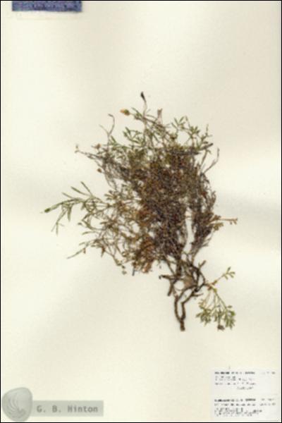 URN_catalog_HBHinton_herbarium_25905.jpg.jpg