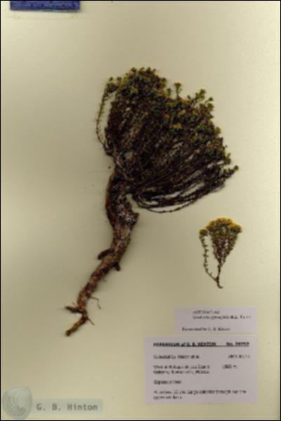 URN_catalog_HBHinton_herbarium_28752.jpg.jpg