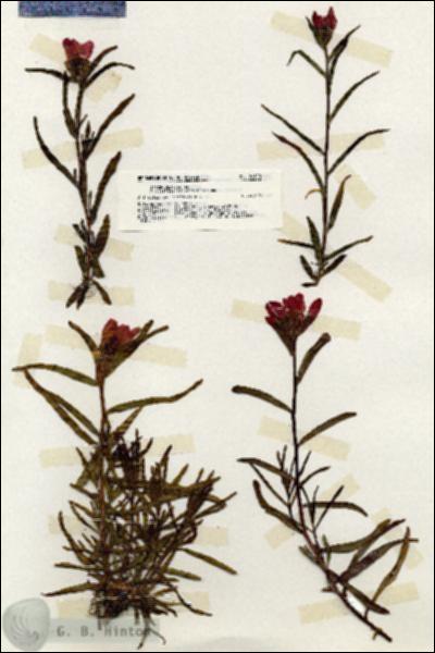 URN_catalog_HBHinton_herbarium_20100.jpg.jpg