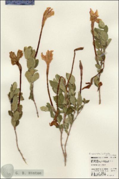 URN_catalog_HBHinton_herbarium_23185.jpg.jpg