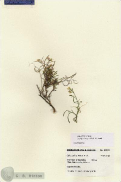 URN_catalog_HBHinton_herbarium_28631.jpg.jpg