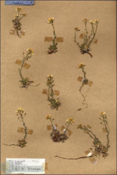 URN_catalog_HBHinton_herbarium_17050.jpg.jpg