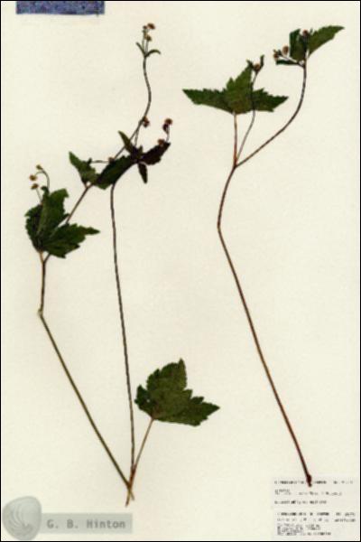 URN_catalog_HBHinton_herbarium_25273.jpg.jpg