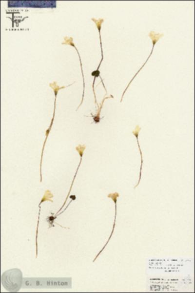 URN_catalog_HBHinton_herbarium_26799.jpg.jpg