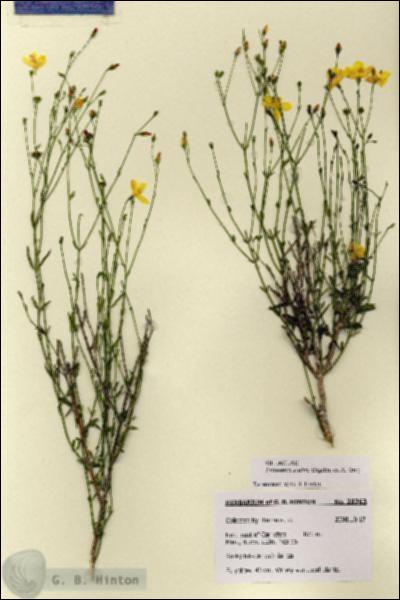 URN_catalog_HBHinton_herbarium_28763.jpg.jpg