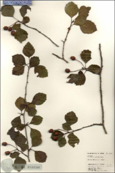 URN_catalog_HBHinton_herbarium_24680.jpg.jpg