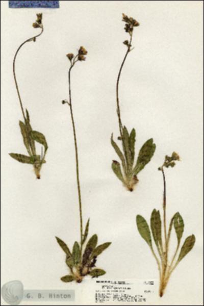 URN_catalog_HBHinton_herbarium_20275.jpg.jpg