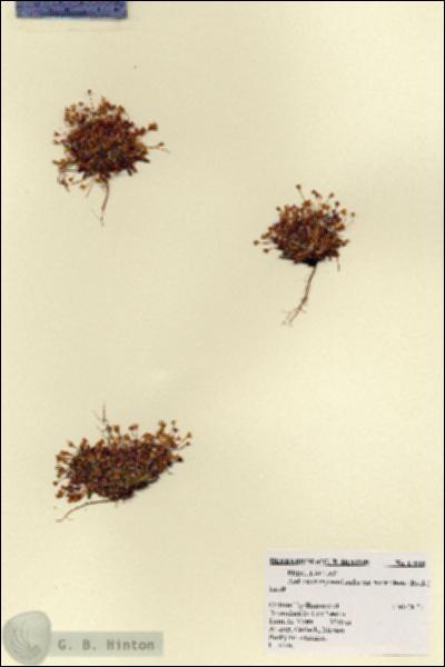 URN_catalog_HBHinton_herbarium_17915.jpg.jpg