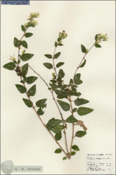 URN_catalog_HBHinton_herbarium_24866.jpg.jpg