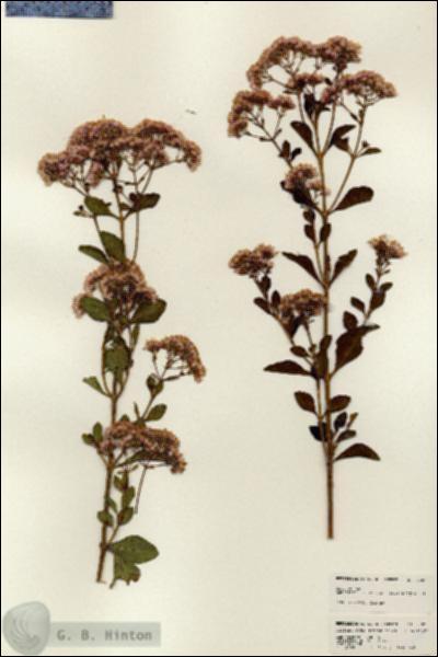URN_catalog_HBHinton_herbarium_25070.jpg.jpg