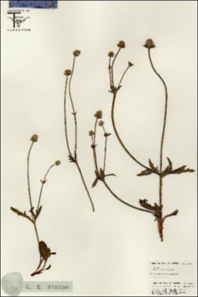 URN_catalog_HBHinton_herbarium_25417.jpg.jpg