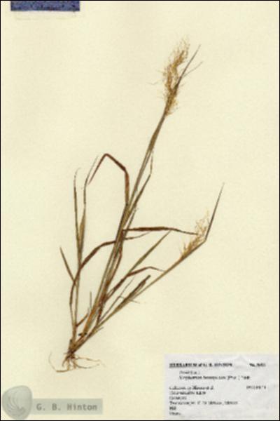 URN_catalog_HBHinton_herbarium_5033.jpg.jpg
