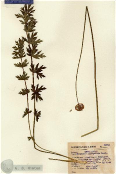 URN_catalog_HBHinton_herbarium_12340.jpg.jpg