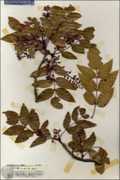 URN_catalog_HBHinton_herbarium_20137.jpg.jpg