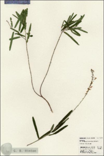 URN_catalog_HBHinton_herbarium_24615.jpg.jpg