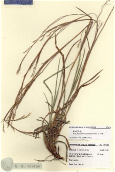 URN_catalog_HBHinton_herbarium_27929.jpg.jpg