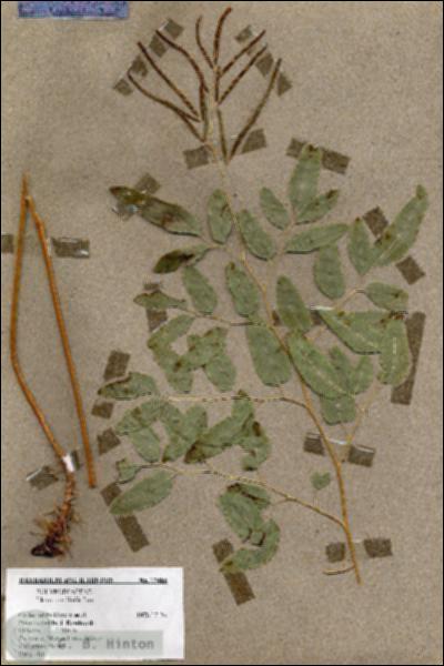 URN_catalog_HBHinton_herbarium_17486.jpg.jpg