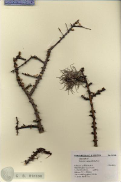 URN_catalog_HBHinton_herbarium_20102.jpg.jpg