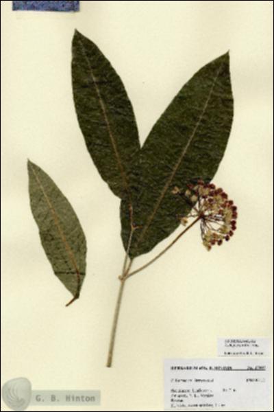 URN_catalog_HBHinton_herbarium_17805.jpg.jpg