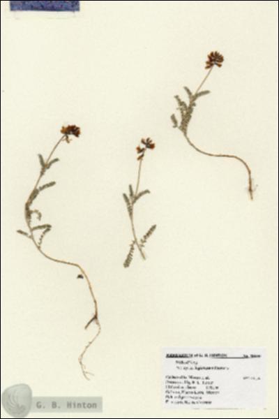 URN_catalog_HBHinton_herbarium_18800.jpg.jpg