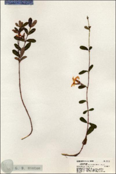 URN_catalog_HBHinton_herbarium_20255.jpg.jpg