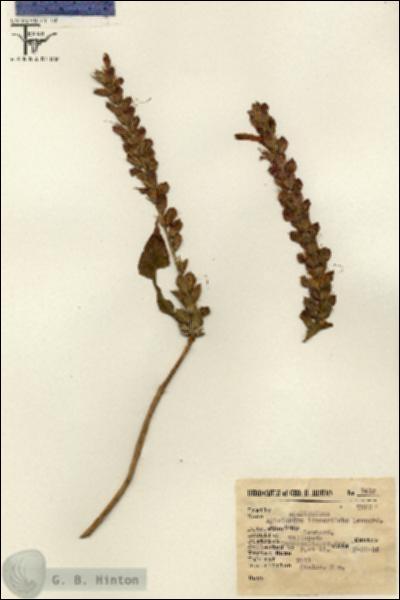 URN_catalog_HBHinton_herbarium_7412.jpg.jpg