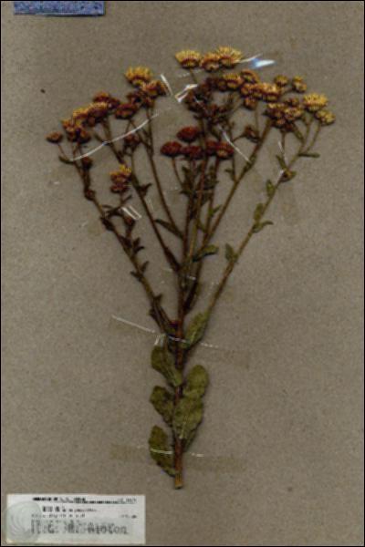 URN_catalog_HBHinton_herbarium_19574.jpg.jpg