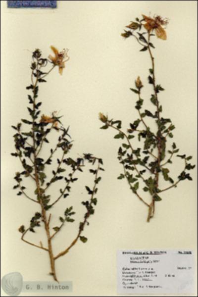 URN_catalog_HBHinton_herbarium_18698.jpg.jpg