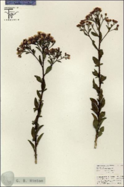 URN_catalog_HBHinton_herbarium_26604.jpg.jpg