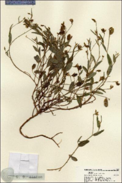 URN_catalog_HBHinton_herbarium_22587.jpg.jpg