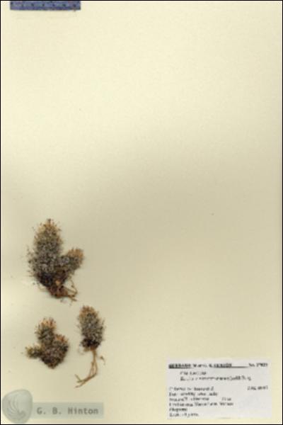 URN_catalog_HBHinton_herbarium_27829.jpg.jpg