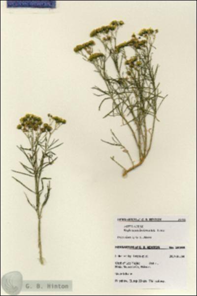 URN_catalog_HBHinton_herbarium_28388.jpg.jpg